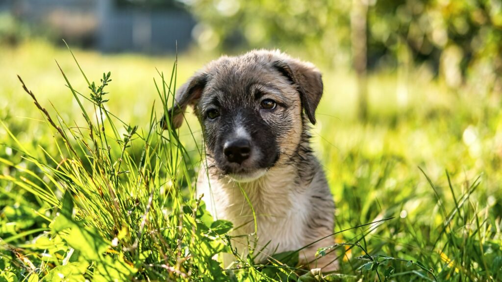 A wet puppy on grass