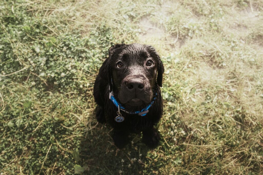 Labrador Retriever Dog breed on the field. Dog running on the green grass. Active dog outdoor.