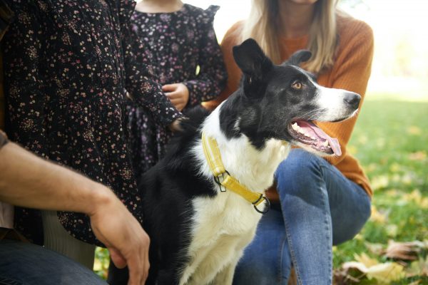 Close up of border collie and family outdoors