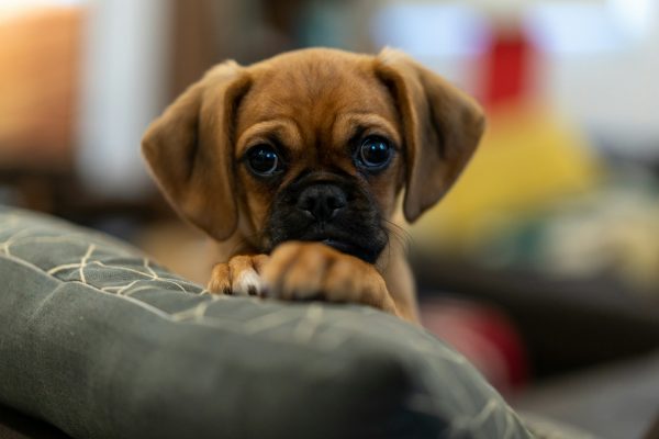 Cute Pugalier Puppy