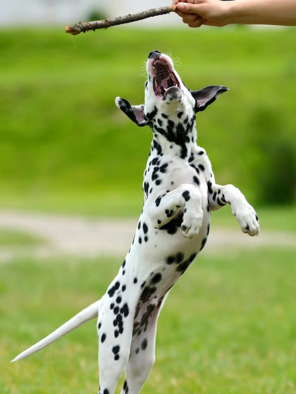 Dalmatian dog outdoors in summer