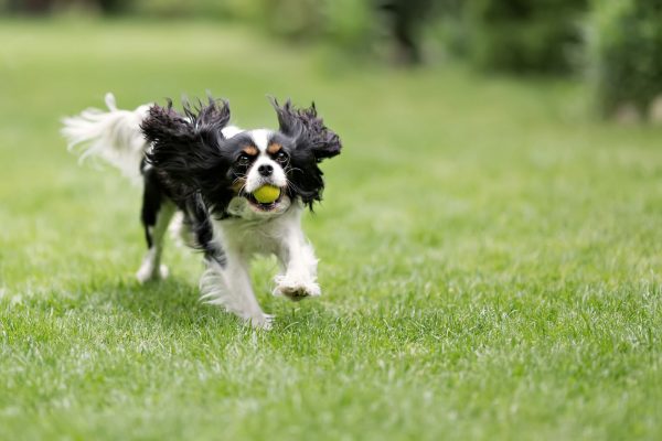 Dog running