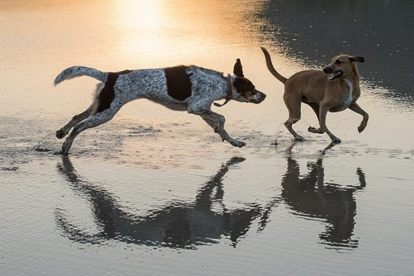 Dogs playing