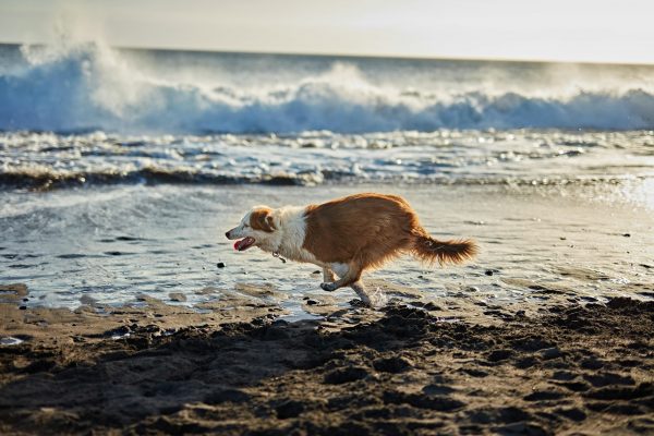 Funny dog on beach