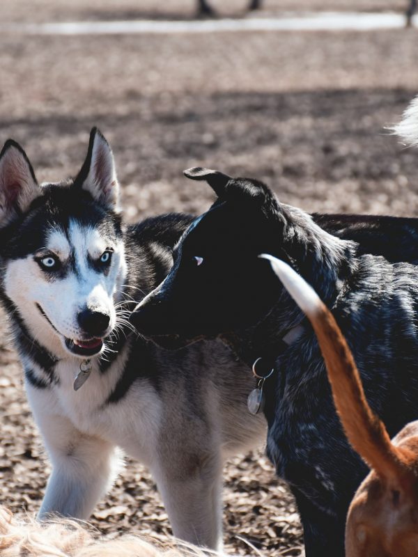 Multiple dogs sniffing each other at an off leash dog park