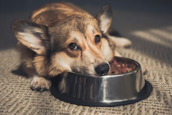 Sad Pembroke Welsh Corgi lying on bowl full of dog food